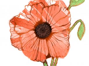 Garden Sunshine poppy illustration; © Charm Design Studio