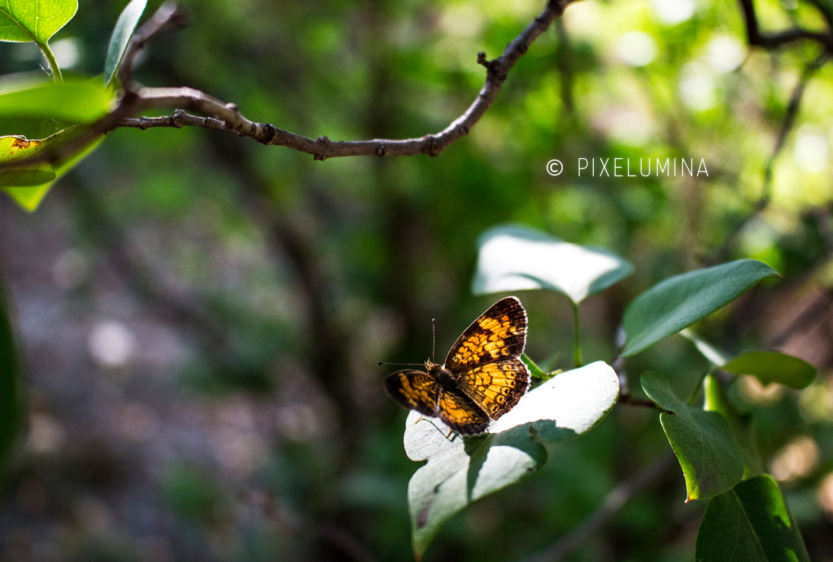 Bokeh Leaf Moth; © Pixelumina